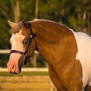 Meet your Posher, Carmel